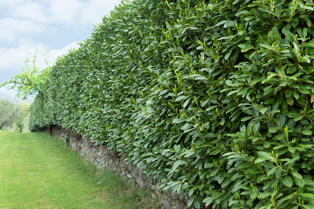 Bobkovišeň (Prunus laurocerasus) jako živý plot vypadá nádherně.
